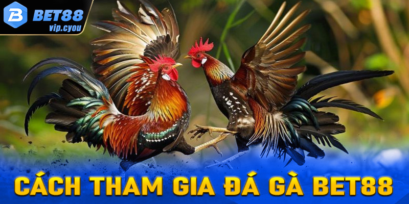 Cách tham gia cược đá gà tại Bet88